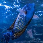 Blauer Fisch mit gelben Punkte