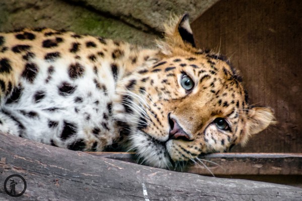 Leopard im Dortmunder Zoo